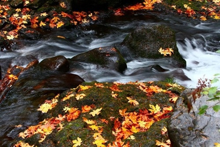Illustration for article titled Shooting Challenge Fall Leaves Gallery 6